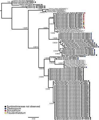 Presence and Genetic Identity of Symbiodiniaceae in the Bioeroding Sponge Genera Cliona and Spheciospongia (Clionaidae) in the Spermonde Archipelago (SW Sulawesi), Indonesia